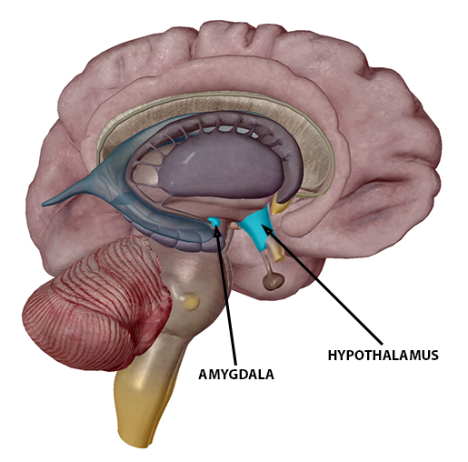 The Endocrine System The Adrenal Glands and the Stress Response